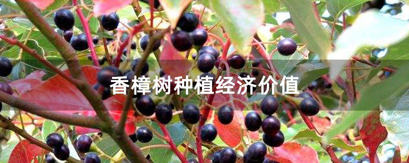 香樟樹種植經濟價值