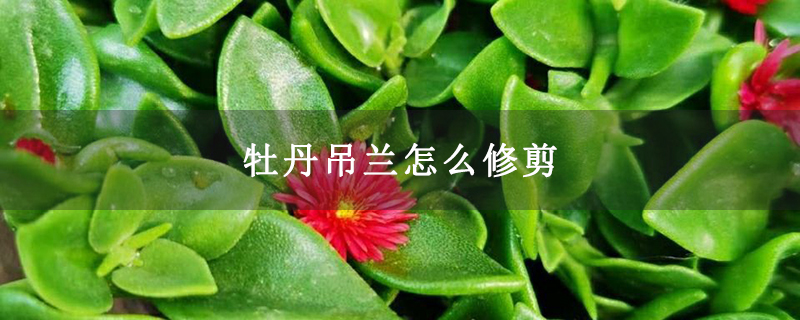 牡丹吊蘭怎么修剪 牡丹吊蘭怎么修剪