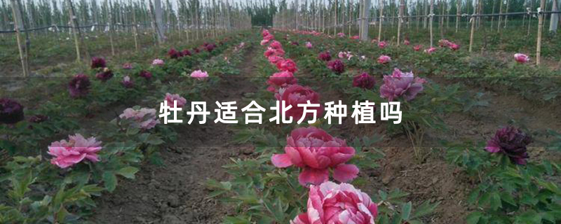 牡丹適合北方種植嗎