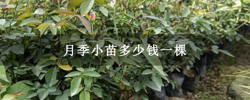 月季小苗多少錢一棵