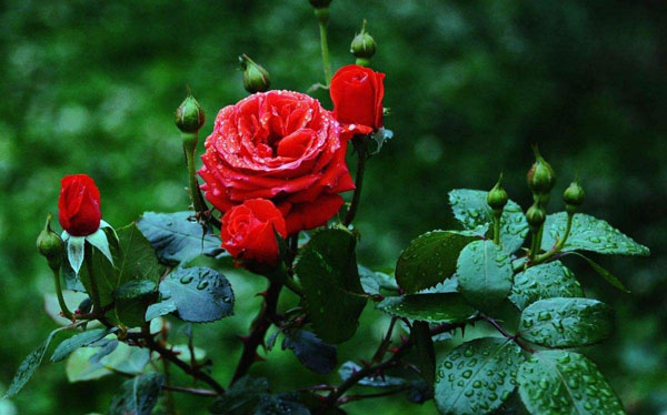 月季花