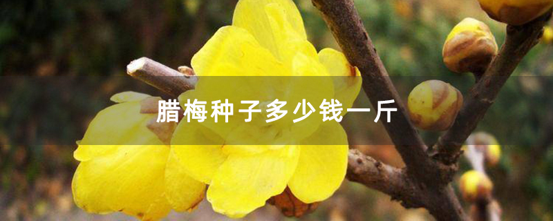 臘梅花