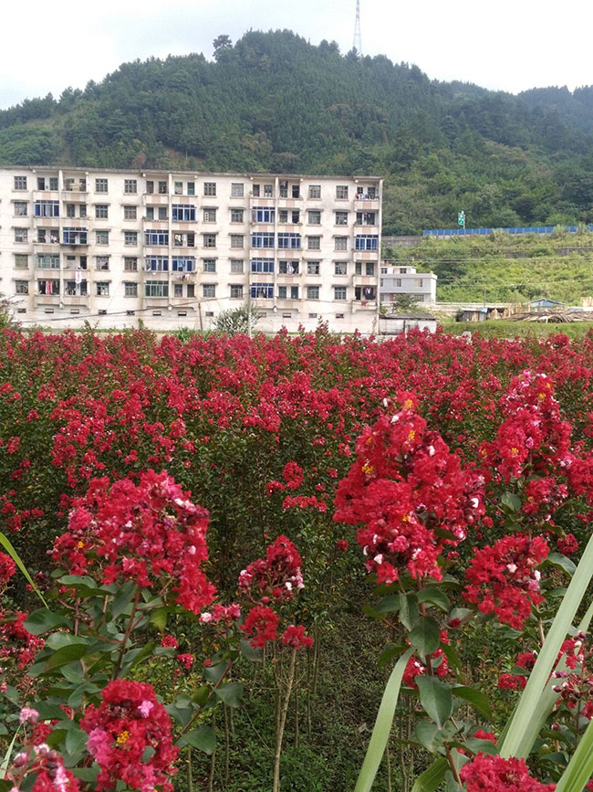 紫薇樹