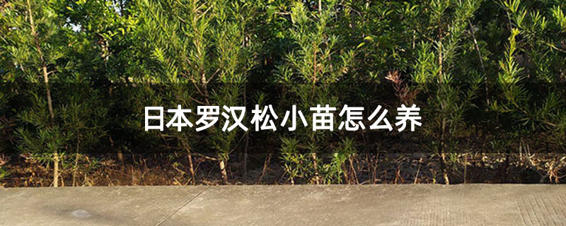 日本羅漢松小苗怎么養