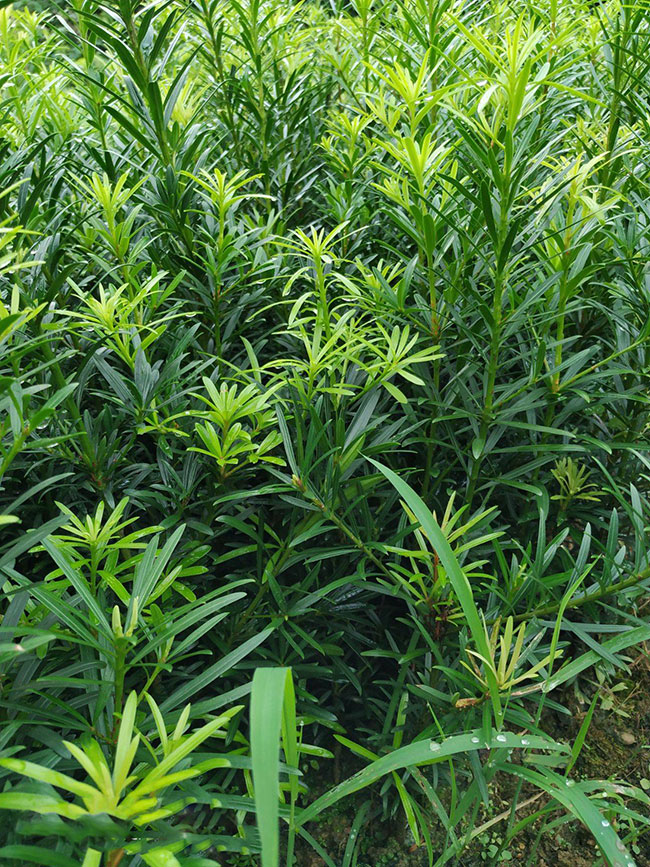 羅漢松的價(jià)格多少錢(qián)一棵?羅漢松如何種植? 羅漢松的價(jià)格多少錢(qián)一棵?羅漢松如何種植?