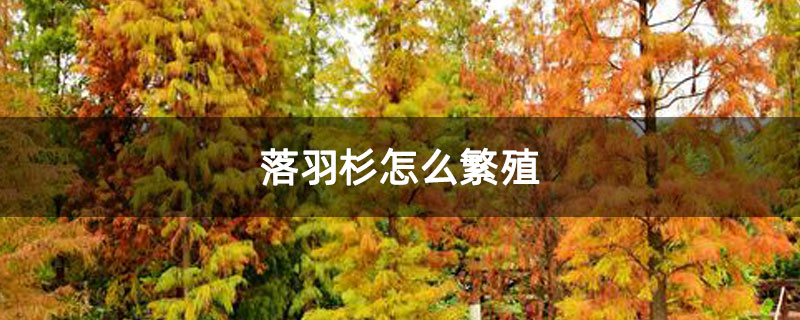 落羽杉怎么繁殖 落羽杉怎么繁殖