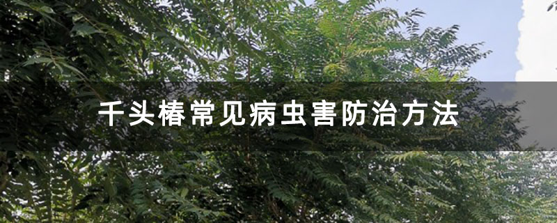 千頭椿常見(jiàn)病蟲(chóng)害防治方法 千頭椿常見(jiàn)病蟲(chóng)害防治方法