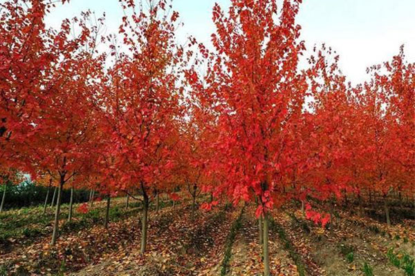 美國紅楓2.jpg