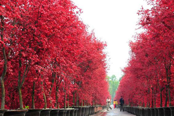 美國紅楓.jpg