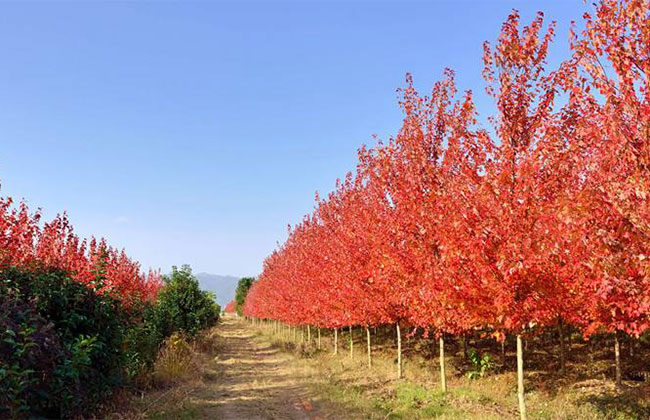 美國紅楓