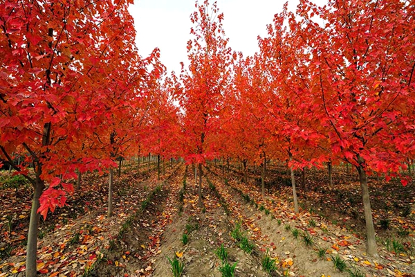 美國紅楓圖片-12181049.jpg