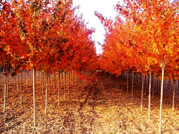 美國紅楓圖片-12181046.jpg