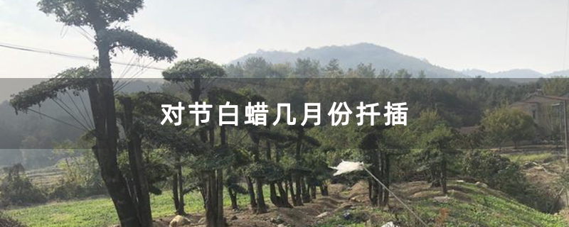 對(duì)節(jié)白蠟幾月份扦插