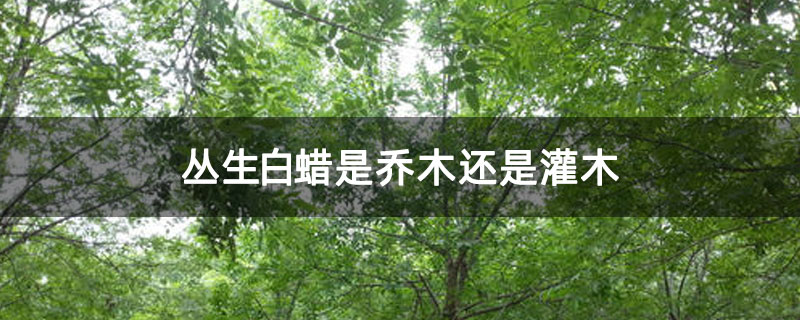 叢生白蠟是喬木還是灌木