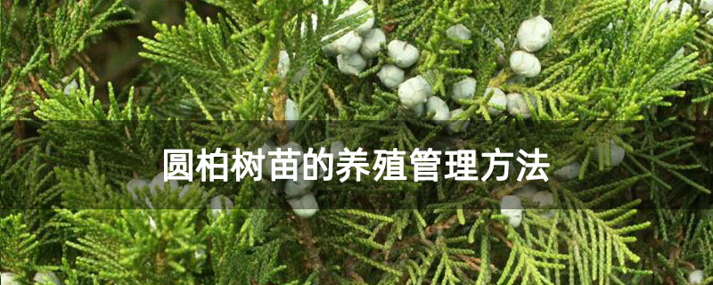 圓柏樹苗的養殖管理方法