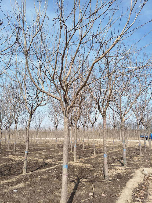 欒樹的產地是哪兒?欒樹介紹欒樹的特點 欒樹的產地是哪兒?欒樹介紹欒樹的特點