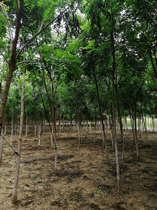欒樹的產地是哪兒?欒樹介紹欒樹的特點 欒樹的產地是哪兒?欒樹介紹欒樹的特點