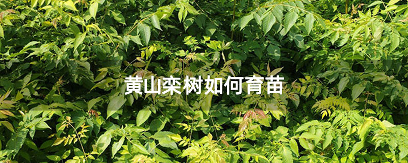黃山欒樹如何育苗