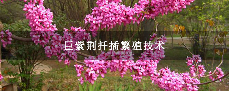 巨紫荊扦插繁殖技術