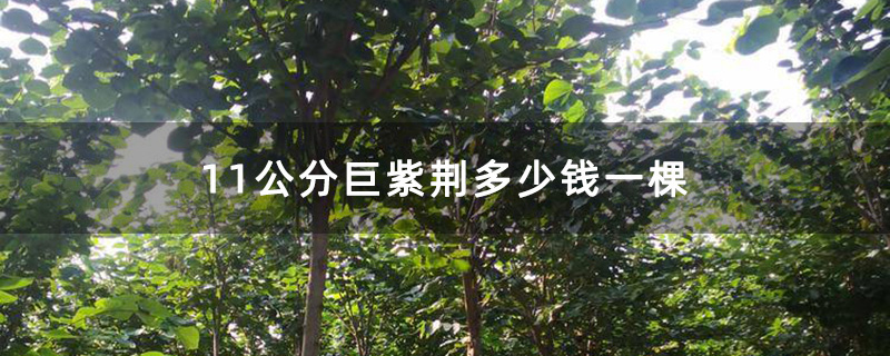 11公分巨紫荊