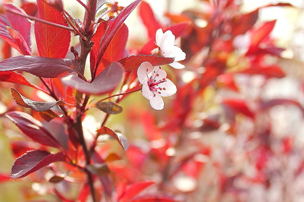 紅葉李的花朵
