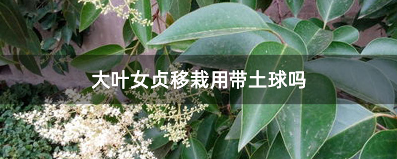 大葉女貞移栽用帶土球嗎 大葉女貞移栽用帶土球嗎