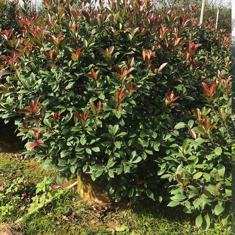 紅葉石楠圖片.jpg 紅葉石楠圖片.jpg