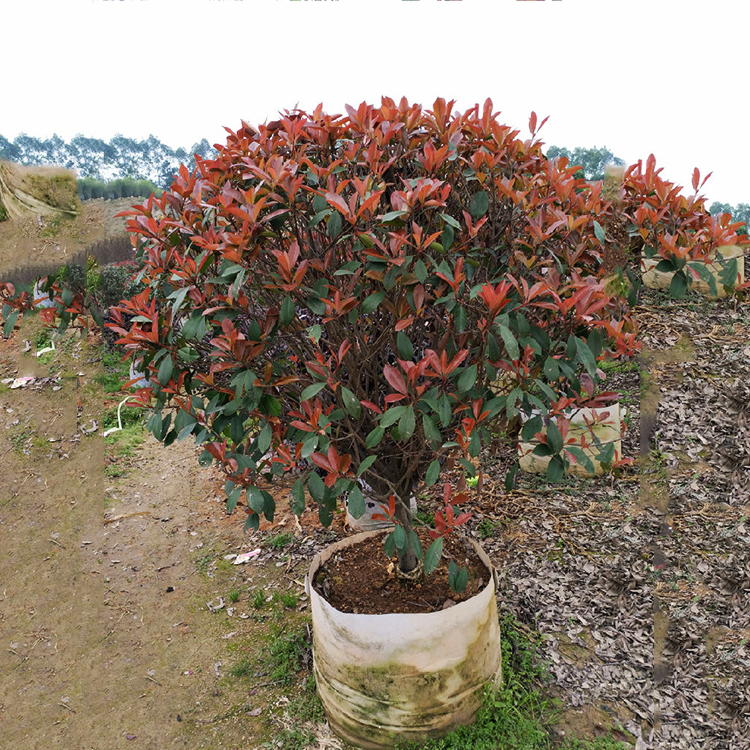 紅葉石楠基地實拍.jpg 紅葉石楠基地實拍.jpg