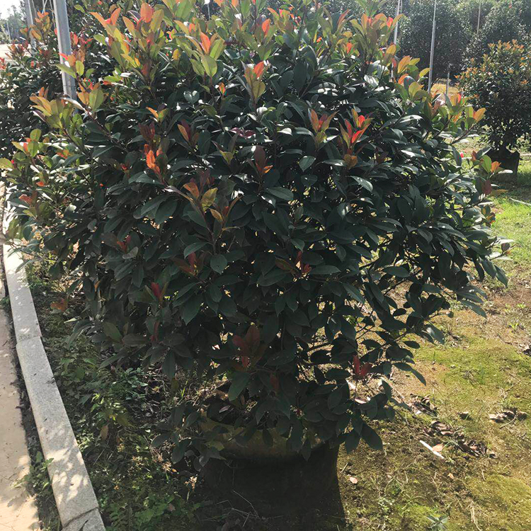 紅葉石楠基地實拍.jpg 紅葉石楠基地實拍.jpg