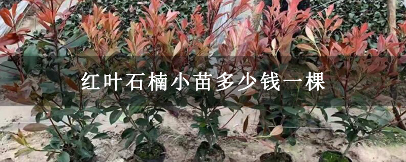 紅葉石楠小苗多少錢一棵 紅葉石楠小苗多少錢一棵