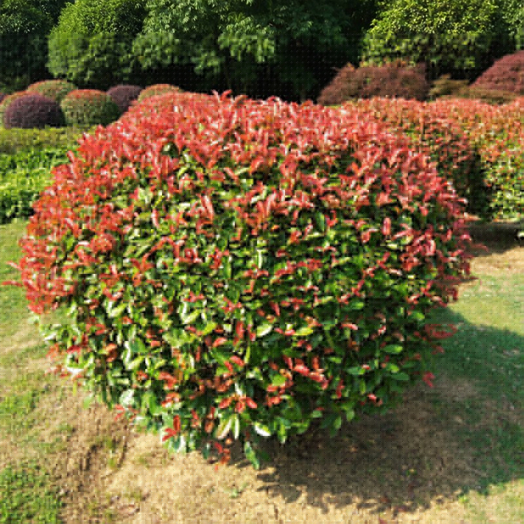 紅葉石楠圖片實拍.jpg
