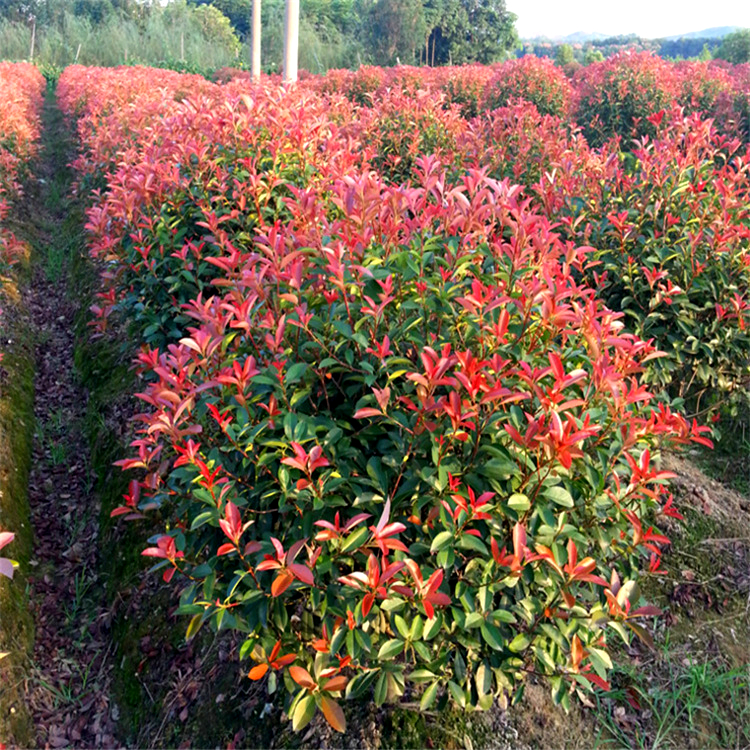 紅葉石楠球.jpg