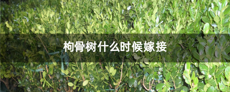 枸骨樹(shù)什么時(shí)候嫁接 枸骨樹(shù)什么時(shí)候嫁接