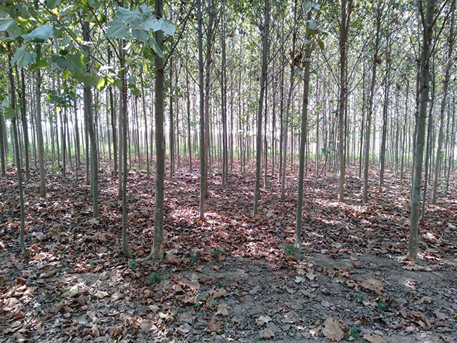 造型法桐小苗多少錢一棵?造型法桐小苗批發(fā)價格 造型法桐小苗多少錢一棵?造型法桐小苗批發(fā)價格