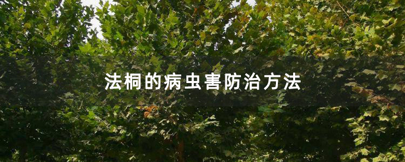 法桐的病蟲害防治方法