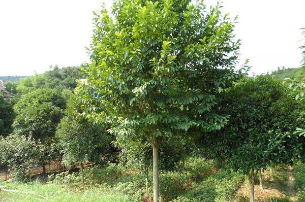 杜英樹(shù)