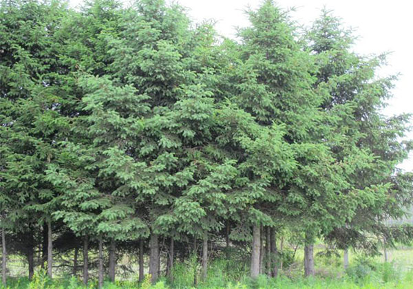 樟子松.jpg