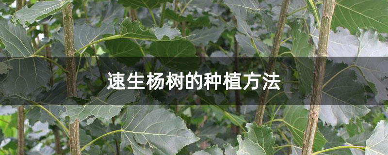 速生楊樹的種植方法