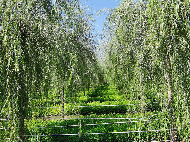 垂柳有種植價值嗎?垂柳種植前景怎么樣?