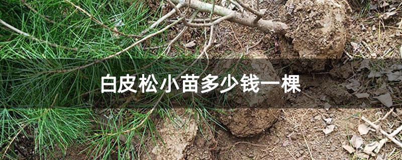 白皮松小苗多少錢一棵