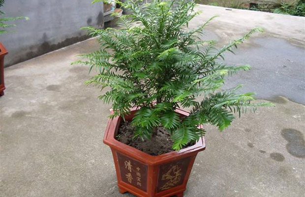紅豆杉21.jpg