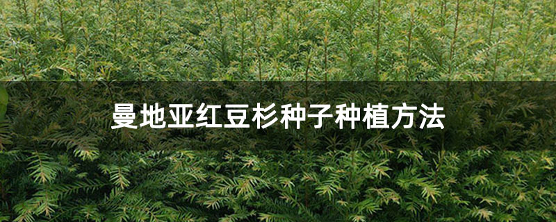 曼地亞紅豆杉種子種植方法 曼地亞紅豆杉種子種植方法