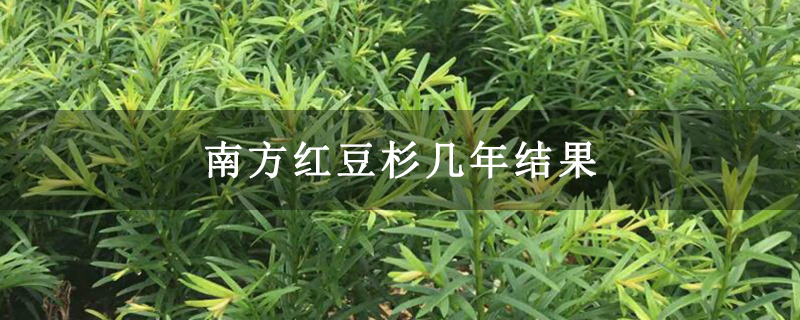 南方紅豆杉幾年結果
