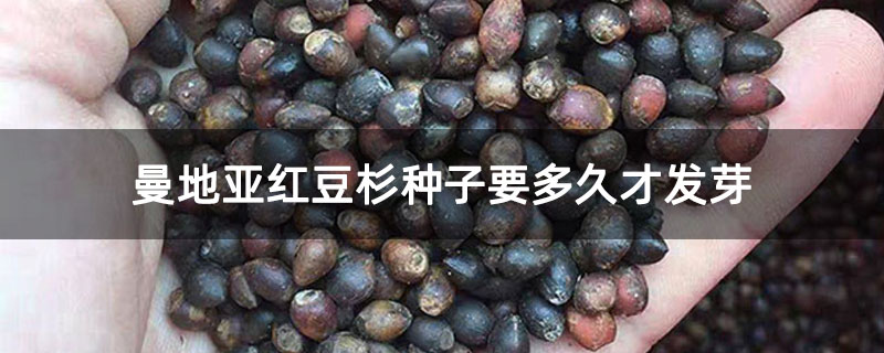 曼地亞紅豆杉種子要多久才發芽