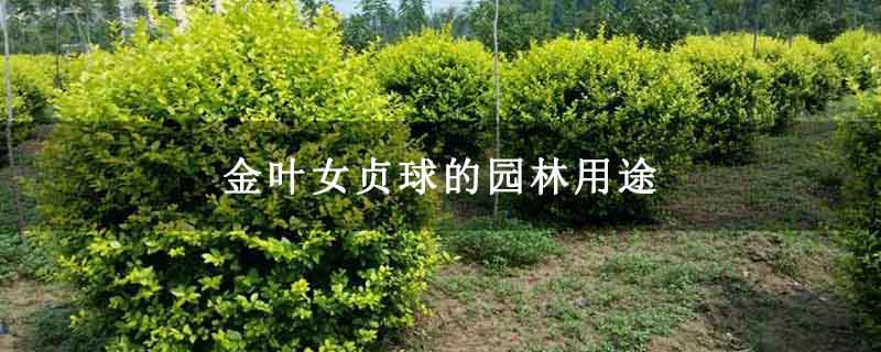 金葉女貞球的園林用途