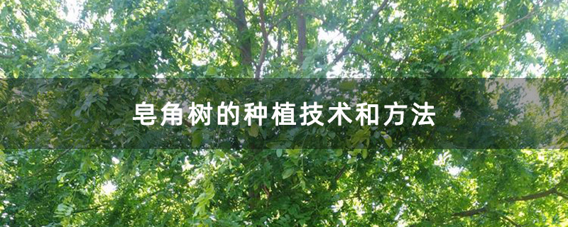 皂角樹基地