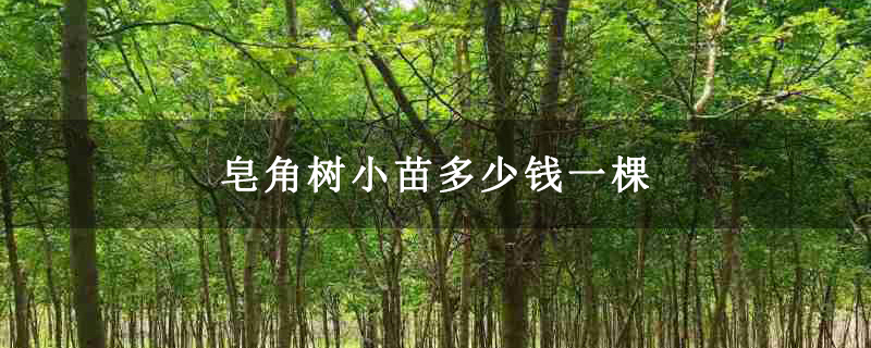 皂角樹小苗多少錢一棵 皂角樹小苗多少錢一棵