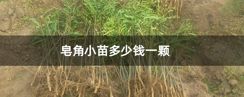 皂角小苗多少錢一顆 皂角小苗多少錢一顆