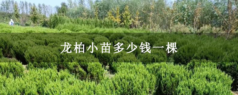 龍柏小苗多少錢一棵 龍柏小苗多少錢一棵