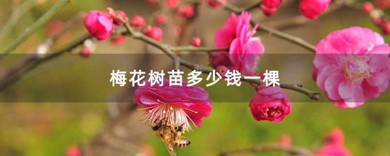 梅花樹(shù)苗多少錢一棵 梅花樹(shù)苗多少錢一棵